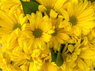 closeup fresh and beautiful yellow gerbera daisies as a background.