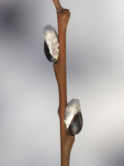 Obraz premium Buds on willow branches in nature.