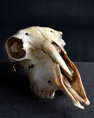 close up portrait of a old dried sheep skull bones, isolated on dark studio background.  