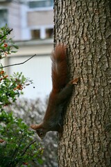 Squirrel climbing on a tree