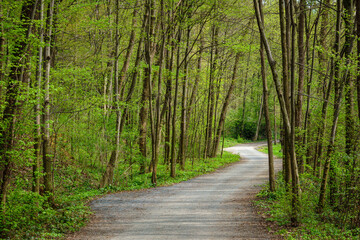 Path in the forest, surrounded by green trees