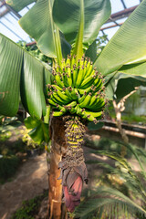 Fototapeta premium Banana fruits on a plant.