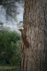 Squirrel climbing on a tree