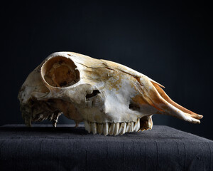 close up portrait of a old dried sheep skull bones, isolated on dark studio background.  