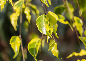Green leaves on an ornamental tree on a plant.
