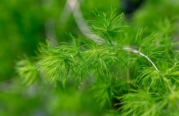 Green branches of a coniferous tree on nature.