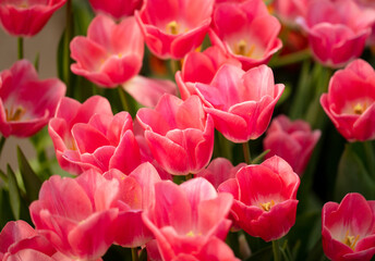 Pink flowers tulips in the park.