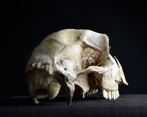 close up portrait of a old dried sheep skull bones, isolated on dark studio background.  