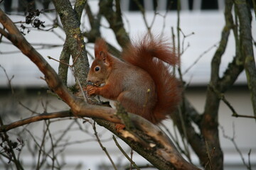 Squirrel sitting on a tree