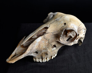 close up portrait of a old dried sheep skull bones, isolated on dark studio background.  