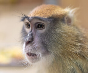 Monkey portrait in the zoo.