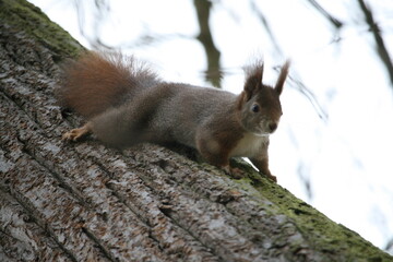 Squirrel climbing on a tree