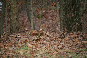 Fototapeta na wymiar Squirrel standing on the ground
