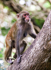 Little monkey on a tree in the park