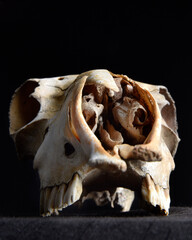 close up portrait of a old dried sheep skull bones, isolated on dark studio background.  