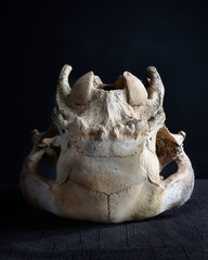 close up portrait of a old dried sheep skull bones, isolated on dark studio background.  