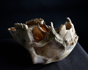close up portrait of a old dried sheep skull bones, isolated on dark studio background.  