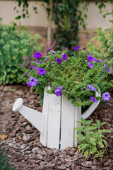 White flower pot like a watering for purple flowers. Garden and vegetable garden.