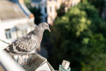 A funny hungry street pigeon is sitting on a porch of a residential building, looking curiously, eating