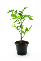 Young tomato plant in flowerpot with white background