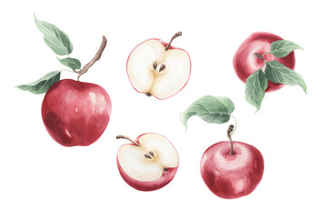 Set of watercolor red apples fruit isolated on a transparent background.