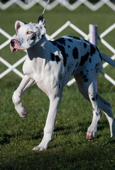 Great Dane walking in dog show ring