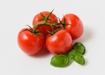 Tomatoes on a branch with green basil leaves on white background.