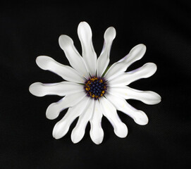 White chamomile of an unusual shape on a black background. Large white flower isolated on black.