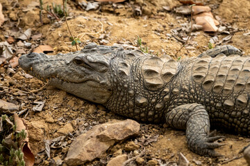 Marsh crocodile or mugger crocodile or broad snouted crocodile portrait basking out of water at...