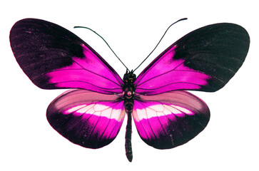 Unusual fantastic violet purple butterfly Heliconius isolated on white. 