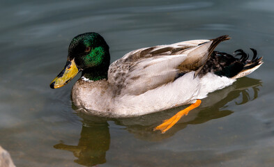 Photogenic duck  sitting on the crystal clear lake
