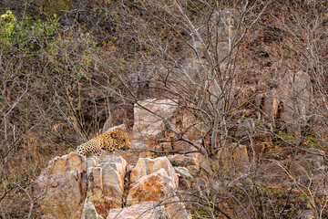 indian wild male leopard or panther resting on rock and high on hills or mountain rocks at outdoor...