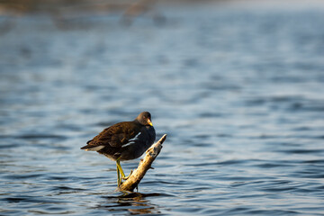 common moorhen or gallinula chloropus bird perched on branch in wetland or shallow water of keoladeo national park or bharatpur bird sanctuary rajasthan india asia