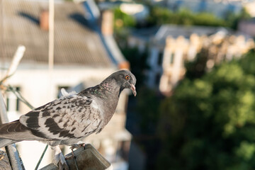 A funny hungry street pigeon is sitting on a porch of a residential building, looking curiously, eating