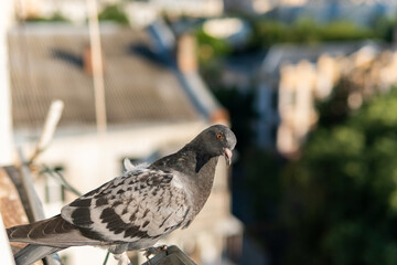 A funny hungry street pigeon is sitting on a porch of a residential building, looking curiously, eating