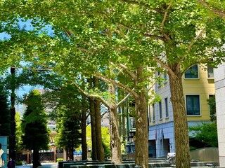 street in the city
office building
blue sky 
sky 
building 
city 
town 
beautiful tree 
blue 
青空
青
木
晴れ
ビル
都会
街
ビジネス街