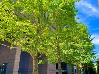 trees in the park
office building
blue sky 
sky 
building 
city 
town 
beautiful 
blue 
青空
青
木
晴れ
ビル
都会
街
ビジネス街