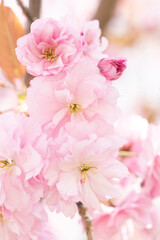 Naklejka na ściany i meble Pale pink sakura flowers