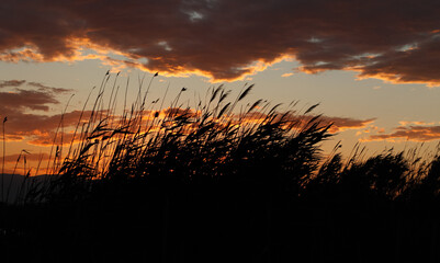 sunset with branches swaying in the wind in the foreground and the sun hidding