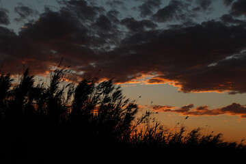 sunset with branches swaying in the wind in the foreground and the sun hidding