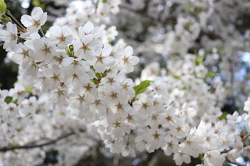 Obraz premium サクラ