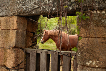 Long shot of a brown horse in a farm
