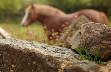 Long shot of a brown horse in a farm