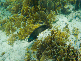 Fototapeta na wymiar French angelfish between coral reefs in the Caribbean sea.