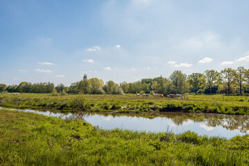 Dutch river De Mark in the spring season. Cows of different colors graze the nature reserve on the other side of the river. The photo was taken near the village of Strijbeek, province of North Brabant