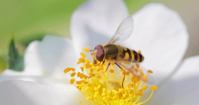 Hoverflies, flower flies or syrphid flies, insect family Syrphidae.They disguise themselves as dangerous insects wasps and bees.The adults of many species feed mainly on nectar and pollen flowers.