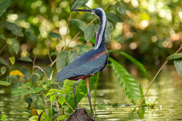 Agamia łac. Agamia agami stojąca w wodzie na tle zielonych roślin. Fotografia z Santa Rosa Reserve Natural Gamboa w Amazonii w Peru.