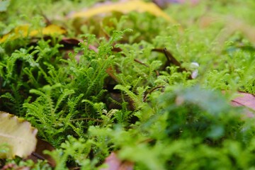 Macro photo of the green moss