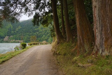 Fototapeta na wymiar Trees and the road near the mountain lake