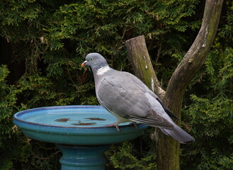 wood pigeon at the bird bath,ringeltaube an der vogeltränke